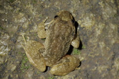 Limnonectes deinodon