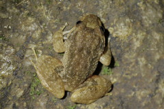 Limnonectes deinodon