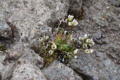 Draba fladnizensis