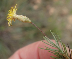 Leysera tenella