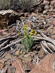 Erigeron aphanactis aphanactis