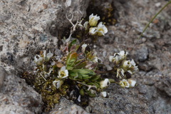 Draba fladnizensis