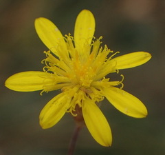 Leysera tenella