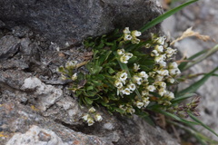 Draba fladnizensis