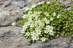 Arenaria biflora