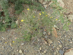 Osteospermum scariosum
