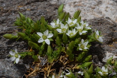 Arenaria biflora