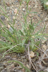 Osteospermum scariosum