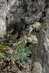 Artemisia genipi