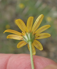 Osteospermum scariosum