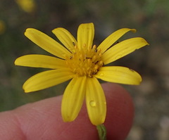 Osteospermum scariosum