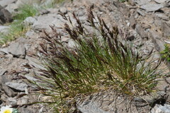 Festuca quadriflora