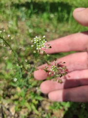 Capsella bursa-pastoris