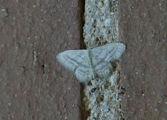 Idaea mediaria