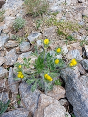 Anemonastrum speciosum
