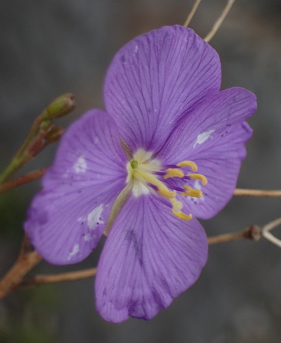 Image of Heliophila suavissima by (c) Nicola van Berkel, some rights reserved (CC BY-SA)