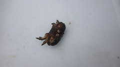 Actaeodes tomentosus