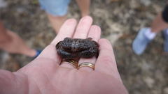 Actaeodes tomentosus