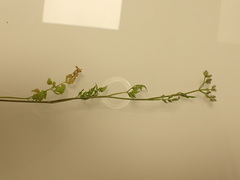 Torilis arvensis arvensis