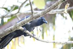 Corvus splendens