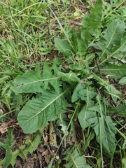 Taraxacum officinale