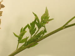 Torilis arvensis arvensis
