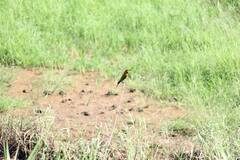 Merops philippinus