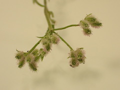Torilis arvensis arvensis