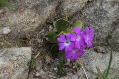 Primula daonensis