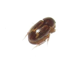 Aphodiini