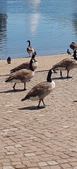 Branta canadensis
