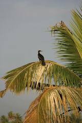 Phalacrocorax fuscicollis