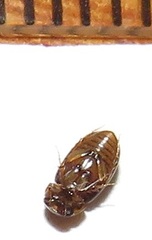 Aphodiini