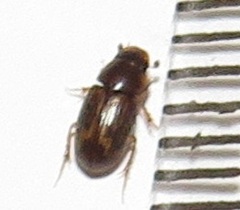 Aphodiini