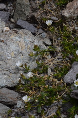 Cerastium pedunculatum