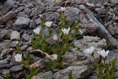Cerastium pedunculatum