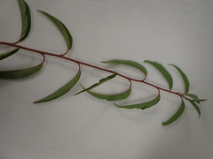 Amygdalus
