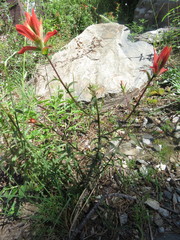 Castilleja nelsonii