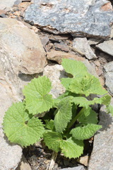 Adenostyles leucophylla