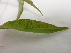 Amygdalus