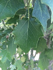 Populus