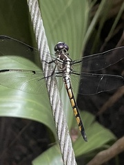 Libellula vibrans