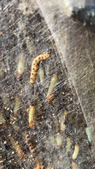 Yponomeuta