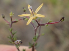Wahlenbergia albens