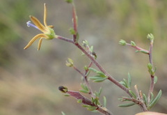 Wahlenbergia albens