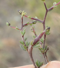 Wahlenbergia albens