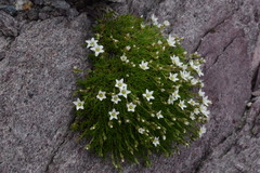 Minuartia recurva