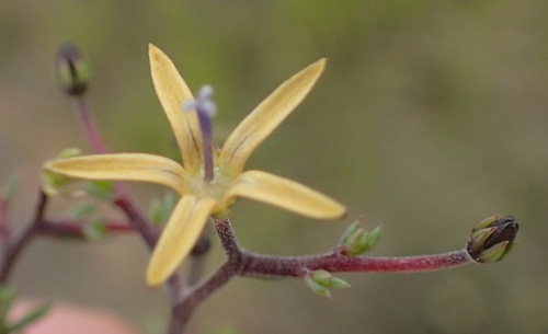 Image of Wahlenbergia albens by (c) Nicola van Berkel, some rights reserved (CC BY-SA)