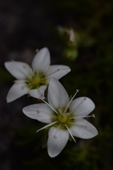 Minuartia recurva