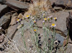 Erigeron breweri porphyreticus